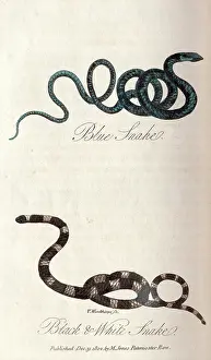 The Kings College Archives And Special Collections: Blue snake and Black and white snake