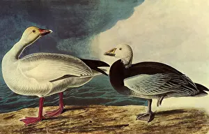 Caerulescens: Blue and Snow Geese