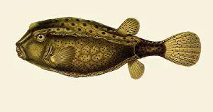 Ostracion: Blue-spotted Boxfish, Ostracion cubicum