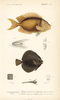 Legrand: Blue-spotted spinefoot and spotted tang