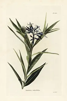 Loddiges: Blue star, Amsonia tabernaemontana var. salicifolia