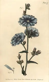 Chicory: Blue succory or common chicory, Cichorium intybus