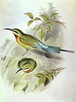 Merops: Blue-tailed Bee-eater, Merops philippinus