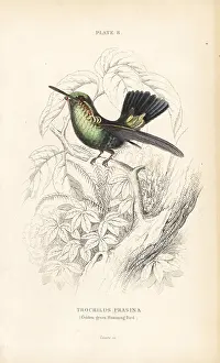 Ornismya: Blue-tailed emerald, Chlorostilbon mellisugus