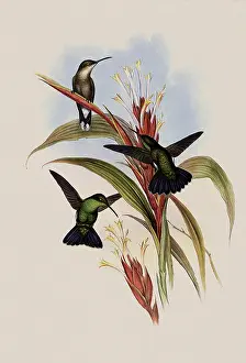 Mango: Blue-Tailed Mango, Lampornis Viridis