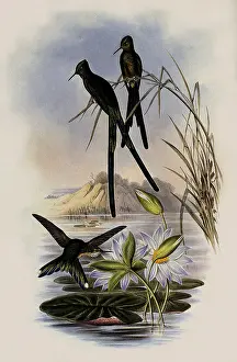 Sylph: Blue-Tailed Sylph, Cynanthus Cyanurus