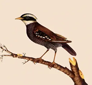 Battersby: Blue-Tailed Thrush