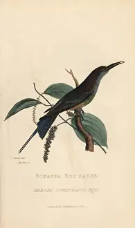 Kearsley: Blue-throated bee-eater, Merops viridis viridis