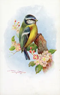 The J Salmon Image Archive (grenville): Blue Tit