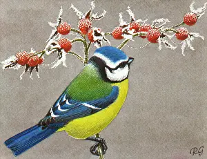 Tits: Blue tit