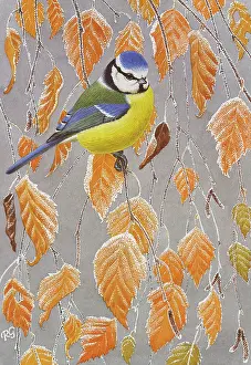 Frosty: Blue Tit