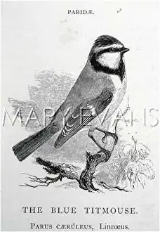 Caeruleus: BLUE TIT