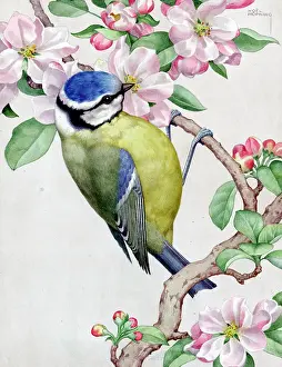 Hopking: Blue tit on apple blossom