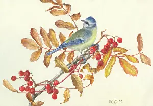 Garside: Blue Tit on autumn leaves and berries