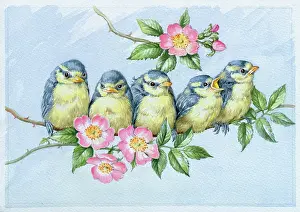 Five Blue Tit Babies ? on apple blossom