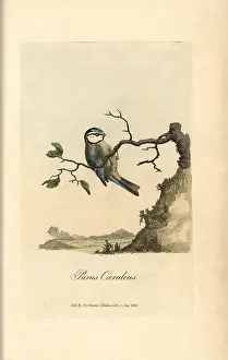 Caeruleus: Blue tit, blue titmouse, Parus caeruleus, Cyanistes