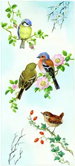 Lynes: Blue tit, Chaffinches and Wren on rose