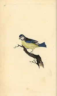 Caeruleus: Blue tit, Cyanistes caeruleus