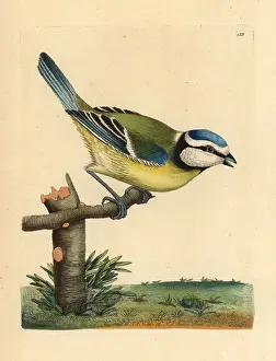 Caeruleus: Blue tit, Cyanistes caeruleus