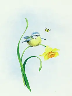 Comerford: Blue tit on a daffodil with bee
