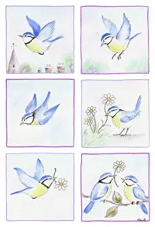 Blue tit with a daisy