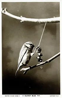 Caeruleus: A Blue Tit feeding