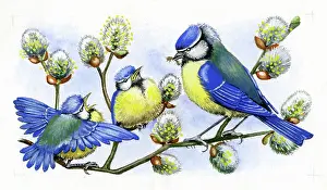 Fledglings: Blue tit with two fledglings