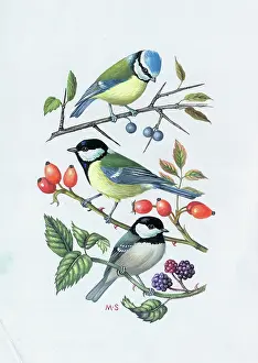 Blackberry: Blue Tit, Great Tit and Coal Tit
