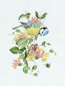 Comerford: Blue Tit on Honeysuckle with butterfly and bee