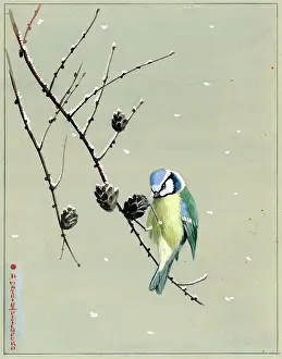 Larch: Blue Tit on a Larch Spray