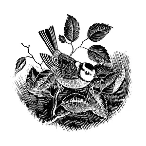 Scraper: Blue Tit on a leafy branch