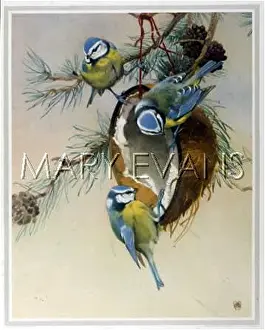 Caeruleus: BLUE TIT (MORRIS)