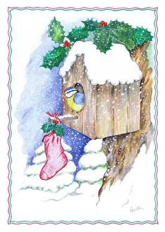 Endersby: Blue tit in nesting box with Christmas stocking
