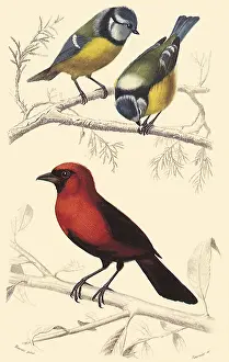 Oriole: Blue Tit and an Orange Oriole