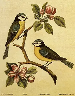 Albin: Blue Tit, Parus caeruleus