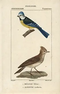 Caeruleus: Blue tit, Parus caeruleus, and crested lark