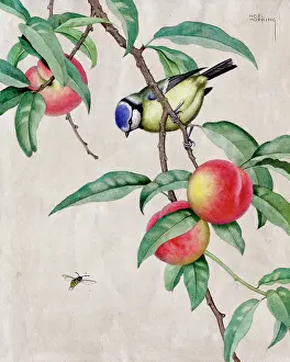 Wasps: Blue Tit on Peach Branch with Wasp