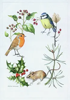 Bluetit: Blue Tit, Robin and Mouse