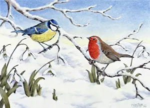 Cargill: Blue Tit and Robin on snow covered branch