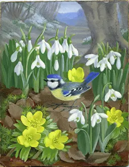 Aconites: Blue Tit among Snowdrops and Aconites