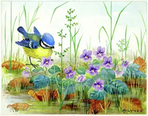 Lynes: Blue tit and violets by a stream