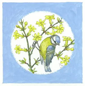 Medici Society (molly Brett): Blue tit on winter jasmine