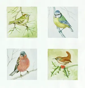 Wrens: Blue tit, wren, chaffinch and goldcrest