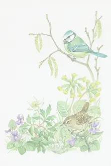 Cowslips: Blue Tit and Wren with lamb's tail, cowslips