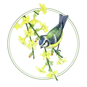 Jasmine: Blue Tit on yellow jasmine