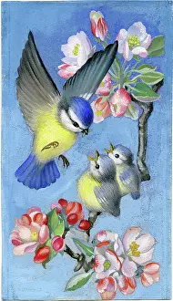 Heda: Blue tit and young on apple blossom