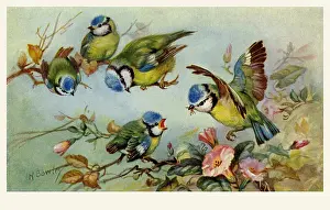 Bluetits: Blue tits