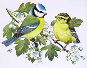 Perch: Blue Tits