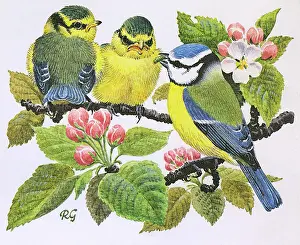 Perch: Blue Tits