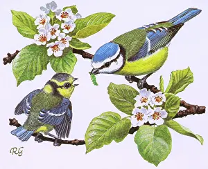 Perch: Blue Tits